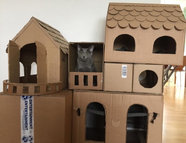 DIY Cat Forts (30 pics)