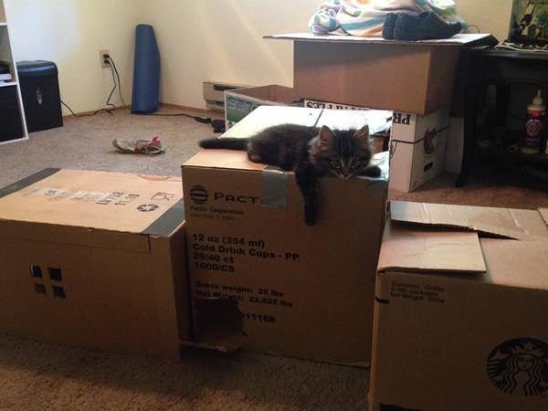 DIY Cat Forts (30 pics)