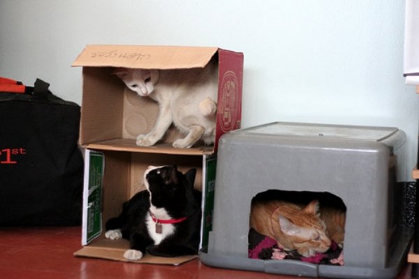 DIY Cat Forts (30 pics)