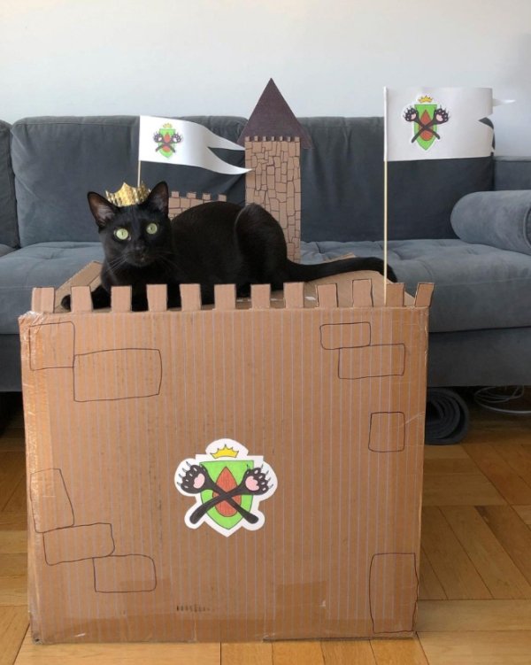 DIY Cat Forts (30 pics)
