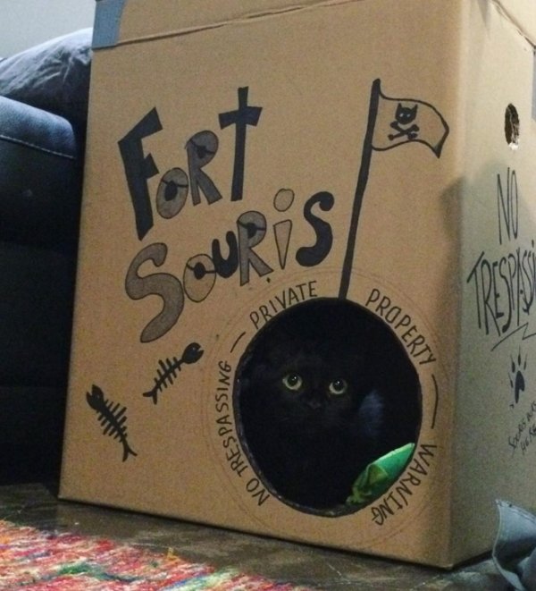 DIY Cat Forts (30 pics)