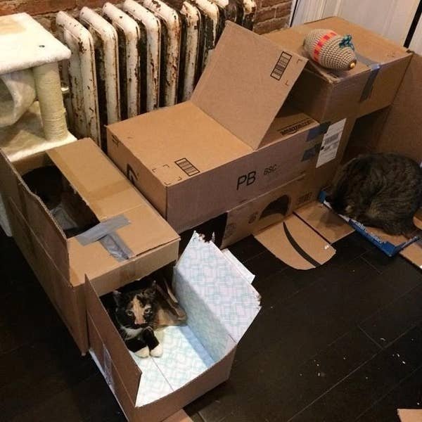 DIY Cat Forts (30 pics)