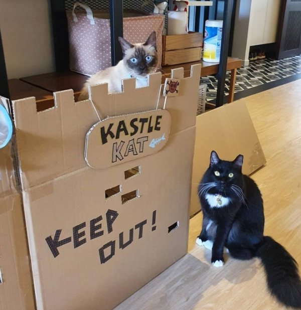 DIY Cat Forts (30 pics)