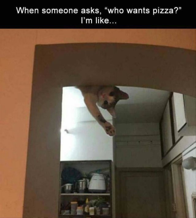 Random Funny Memes (88 pics)