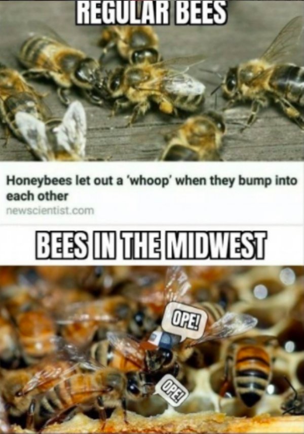 Midwest Memes (31 pics)