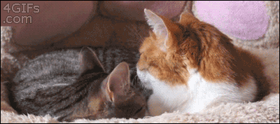 Acid Gifdump, October 28 (25 gifs)