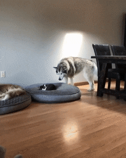 Acid Gifdump, October 29 (25 gifs)