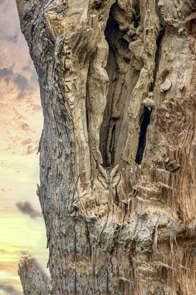 Amazing Photos (53 pics)