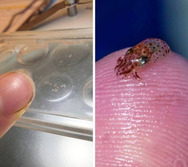 Just Compare These Things (23 pics)