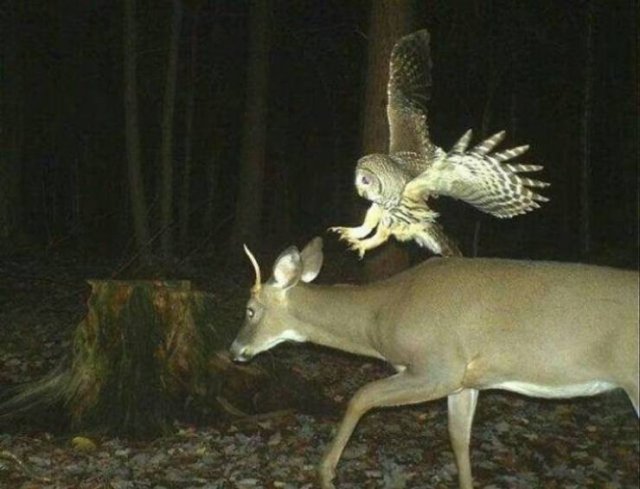 Amazing Photos (53 pics)