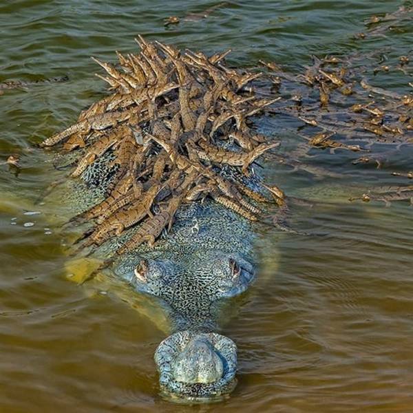 Amazing Photos (53 pics)