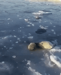 Wow GIFs (24 gifs)