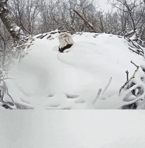 Wow GIFs (24 gifs)