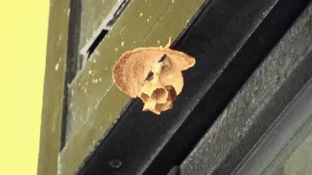 Wow GIFs (24 gifs)