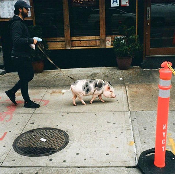 New York's Hipsters (20 pics)