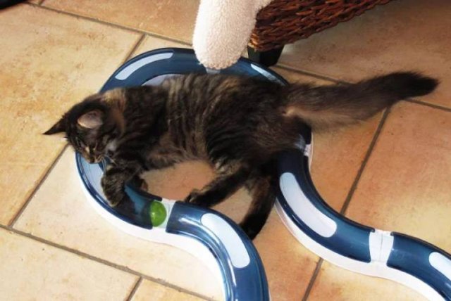 Rich Status Force People To Do These Things (20 pics)