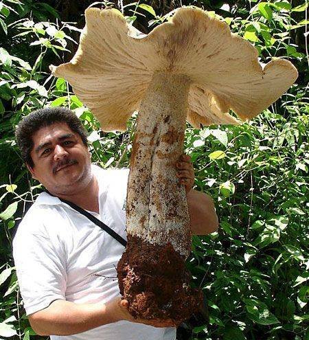 Acid Picdump. Part 1 (95 pics)