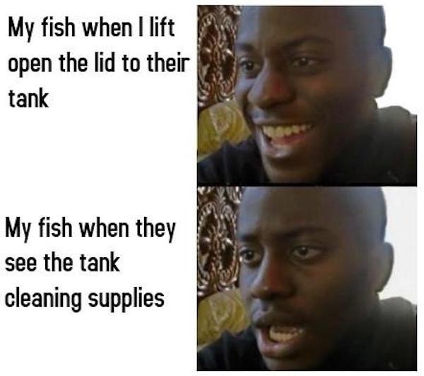 Aquarium Memes (34 pics)