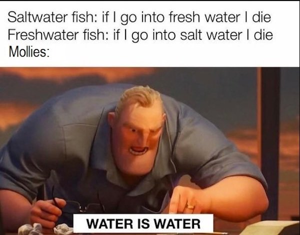 Aquarium Memes (34 pics)