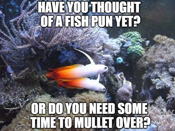 Aquarium Memes (34 pics)