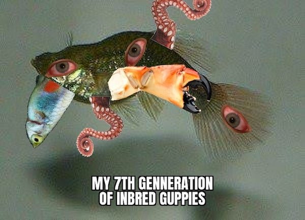 Aquarium Memes (34 pics)