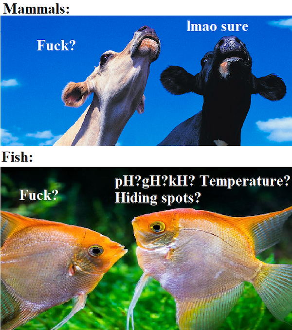 Aquarium Memes (34 pics)