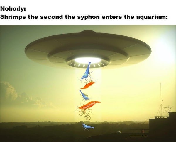 Aquarium Memes (34 pics)