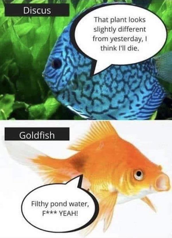 Aquarium Memes (34 pics)