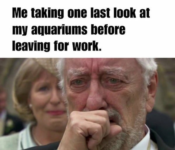 Aquarium Memes (34 pics)