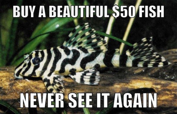 Aquarium Memes (34 pics)