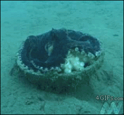 Acid Gifdump, November 4 (25 gifs)