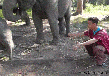 Acid Gifdump, November 4 (25 gifs)