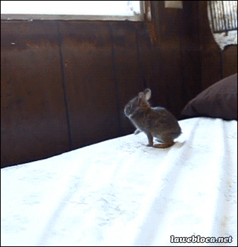 Acid Gifdump, November 4 (25 gifs)
