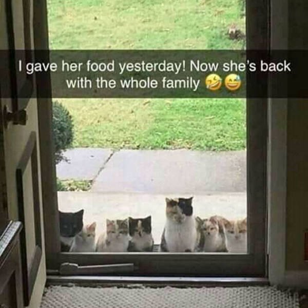 Wholesome Stories (45 pics)