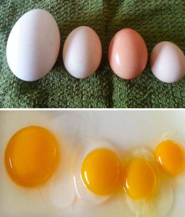 Comparisons Matters (21 pics) Comparisons Matters (21 pics)