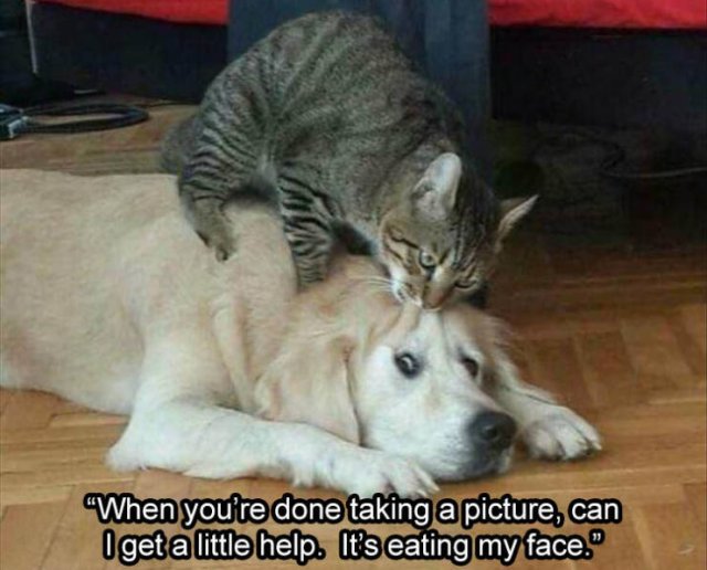 Random Funny Memes (136 pics)