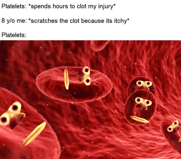 Great Memes (24 pics)
