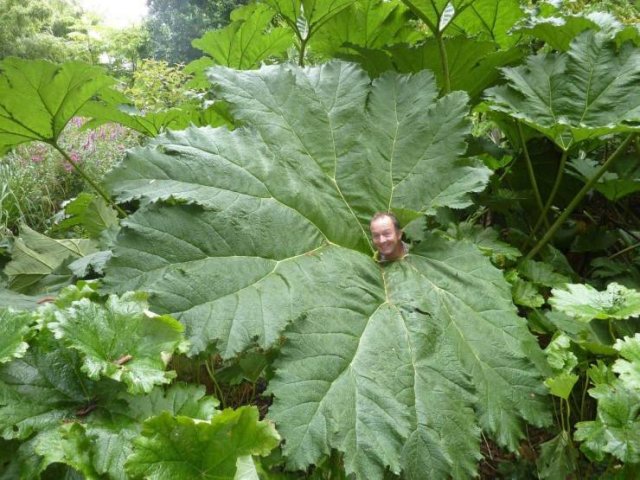 Acid Picdump. Part 1 (92 pics)