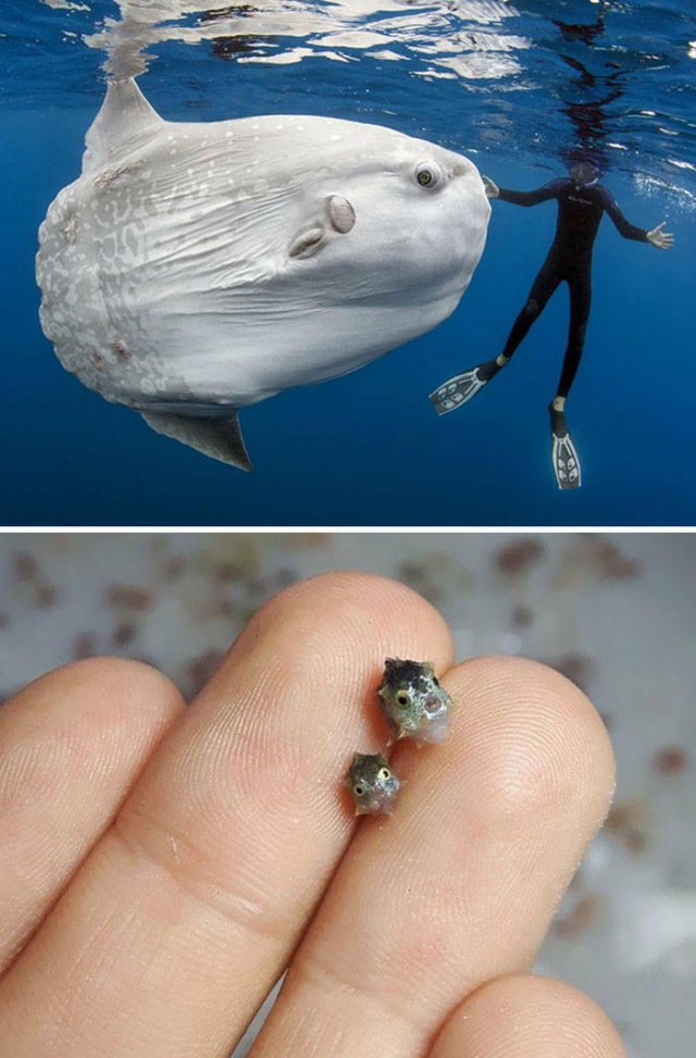 Comparison Matters (45 pics)