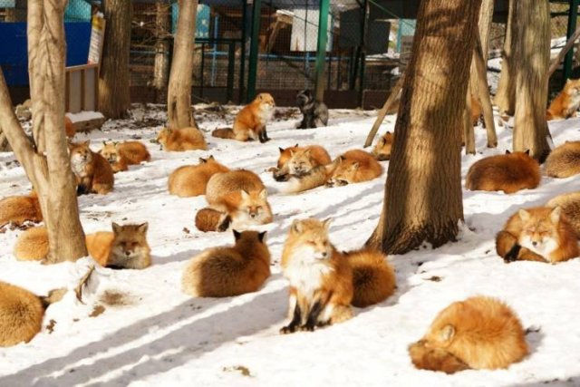 Acid Picdump. Part 1 (92 pics)