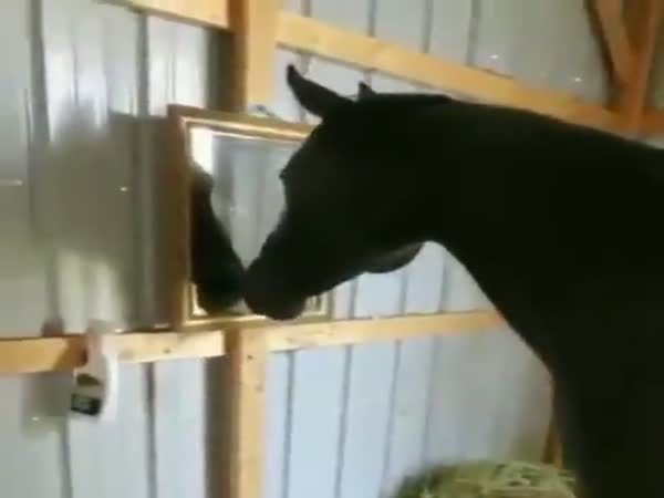 Horse Discovers A Mirror For The First Time