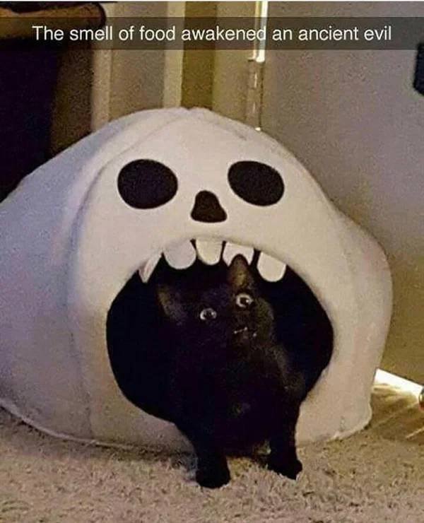 Hilarious Memes (41 pics)