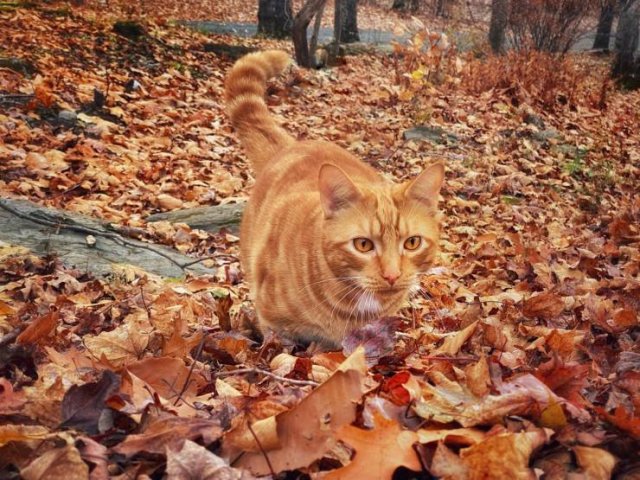 Awesome Photos (43 pics)