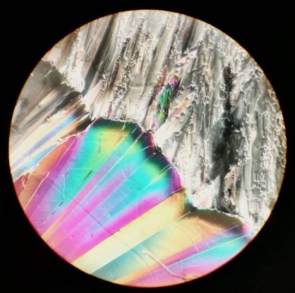 Things Under A Microscope (20 pics)