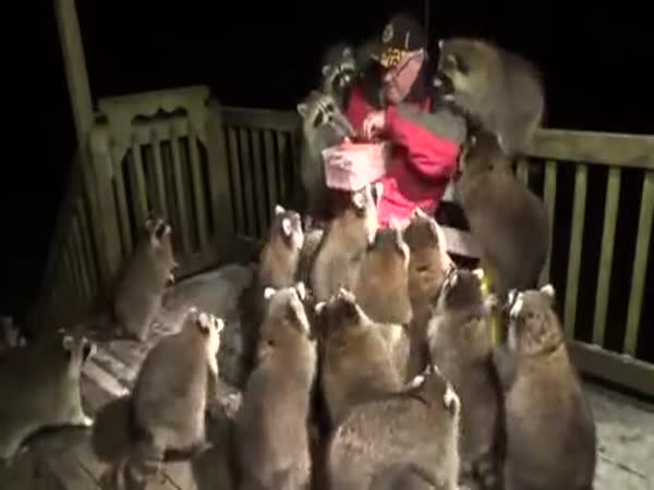 You've Heard Of Crazy Cat Ladies. Get Ready For...
