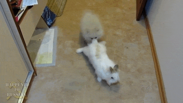 Acid Gifdump, November 13 (25 gifs)