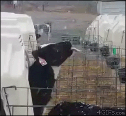 Acid Gifdump, November 13 (25 gifs)