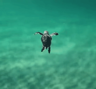 Acid Gifdump, November 13 (25 gifs)
