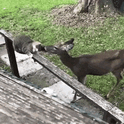 Acid Gifdump, November 13 (25 gifs)
