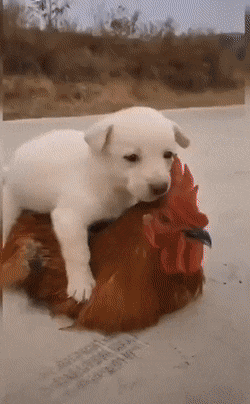 Acid Gifdump, November 13 (25 gifs)